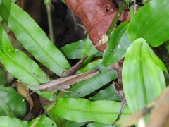 Phlaeoba antennata