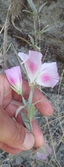 Clarkia amoena whitneyi
