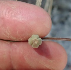 Clarkia amoena whitneyi