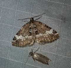 Perizoma alchemillata