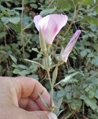 Clarkia amoena whitneyi