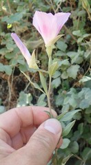 Clarkia amoena whitneyi