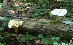 Pleurotus levis