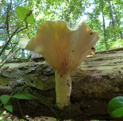Pleurotus levis