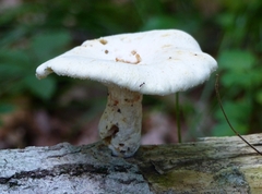 Pleurotus levis