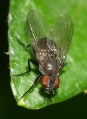 Coenosiinae