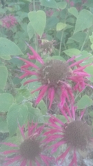 Monarda × medioides