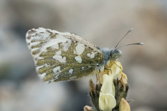 Euchloe naina