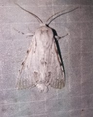 Acronicta vulpina
