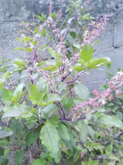 Ocimum tenuiflorum