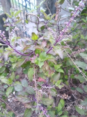 Ocimum tenuiflorum