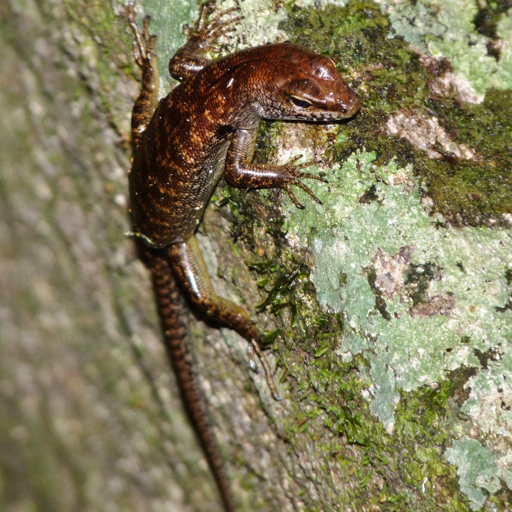Lemon-Barred Forest-Skink