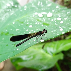 Heliocypha fenestrata