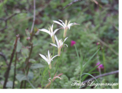 Leucocoryne alliacea