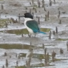 Todiramphus sordidus