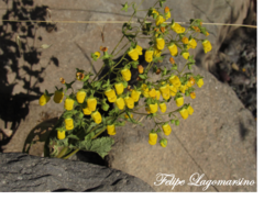 Calceolaria petioalaris