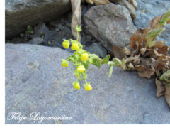 Calceolaria petioalaris