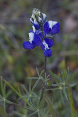 Lupinus nanus
