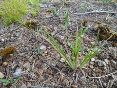 Dichanthelium linearifolium