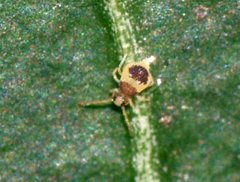 Deuterosminthurus bicinctus