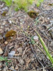Dichanthelium linearifolium