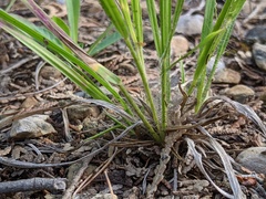 Dichanthelium linearifolium