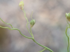 Dichanthelium linearifolium