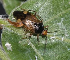 Deraeocoris flavilinea