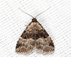 Dyspyralis illocata