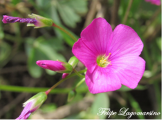 Oxalis arenaria