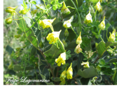 Tropaeolum brachyceras