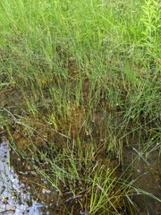 Eleocharis elliptica