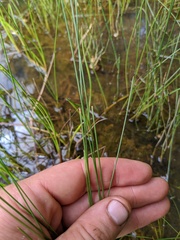 Eleocharis elliptica