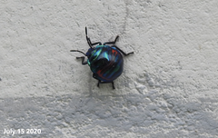 Poecilocoris splendidulus