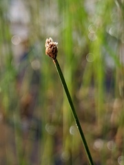 Eleocharis elliptica
