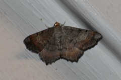 Macaria distribuaria