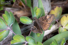 Erynnis lucilius