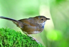 Locustella alishanensis