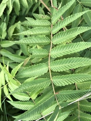 Sorbaria sorbifolia