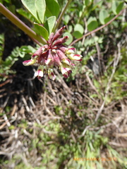 Hosackia crassifolia crassifolia