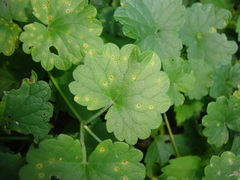 Puccinia glechomatis