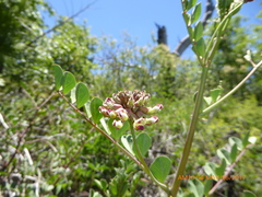 Hosackia crassifolia crassifolia