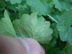 Puccinia glechomatis