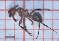 Camponotus lateralis