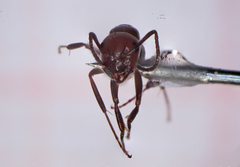 Camponotus lateralis