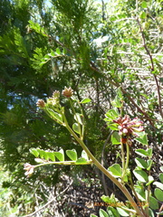 Hosackia crassifolia crassifolia