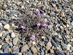 Astragalus nutzotinensis
