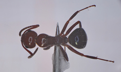Camponotus lateralis