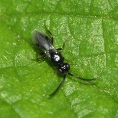 Ceraphronoidea