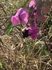 Bombus californicus